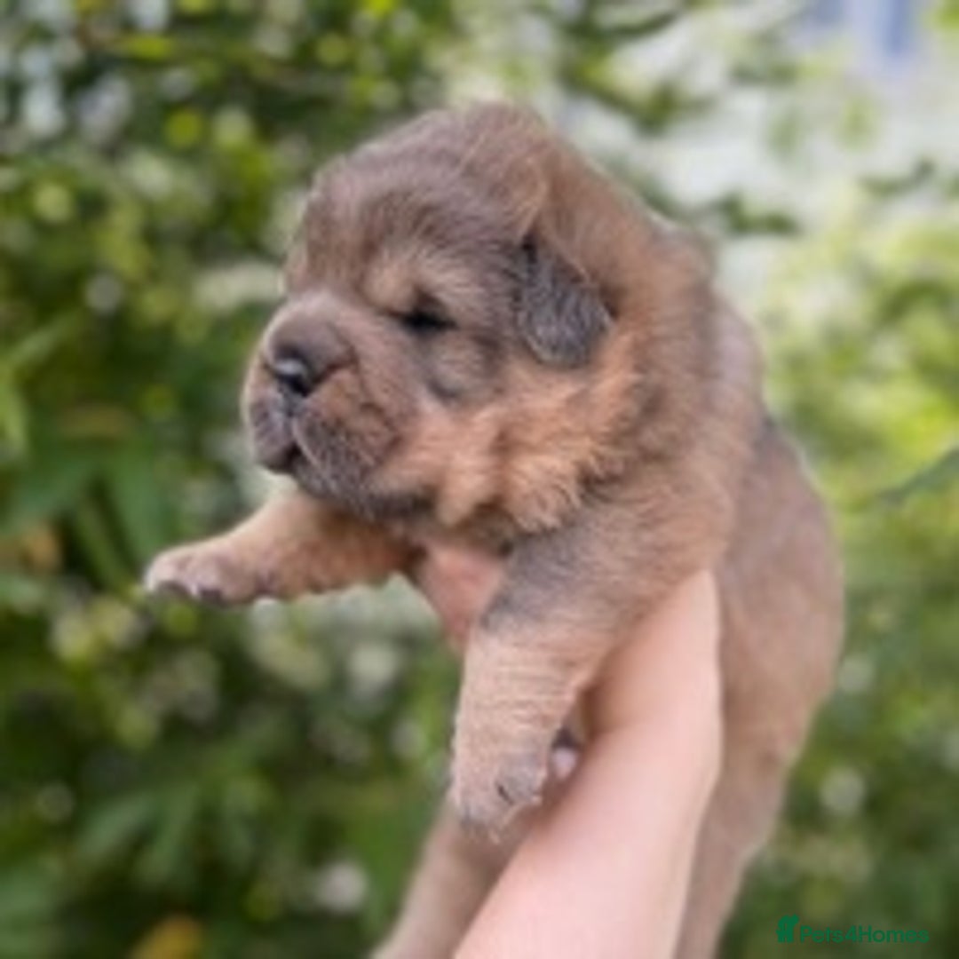 Shar Pei dogs for stud: TOP QUALITY -BEAUTIFUL BEARCOAT STUD in Wetherby - Image 7