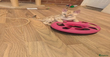 Bengal cats - Advert 12