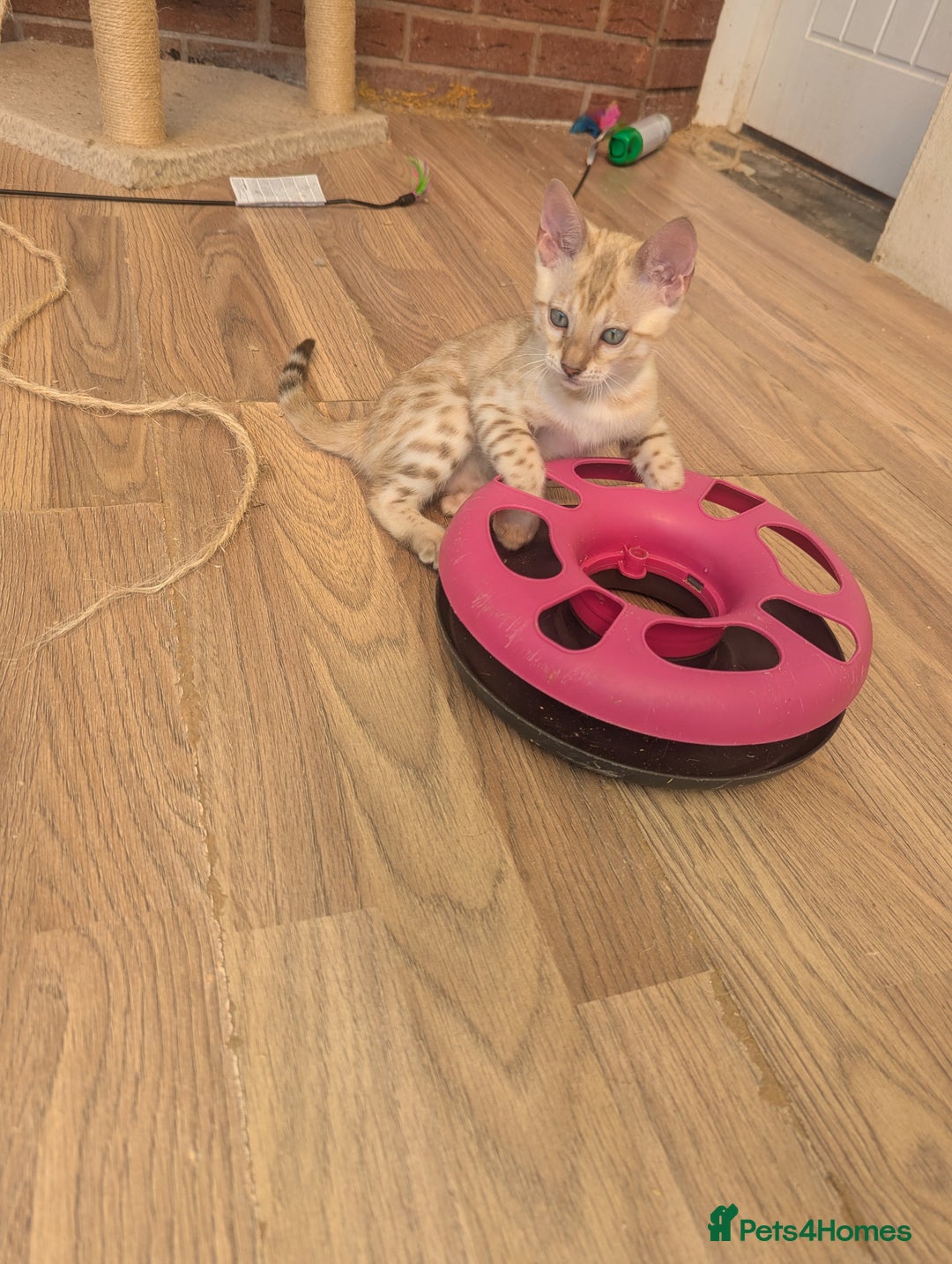 Bengal cats for sale: Bengal Kittens Purebred with Champion Lines  - Image 2