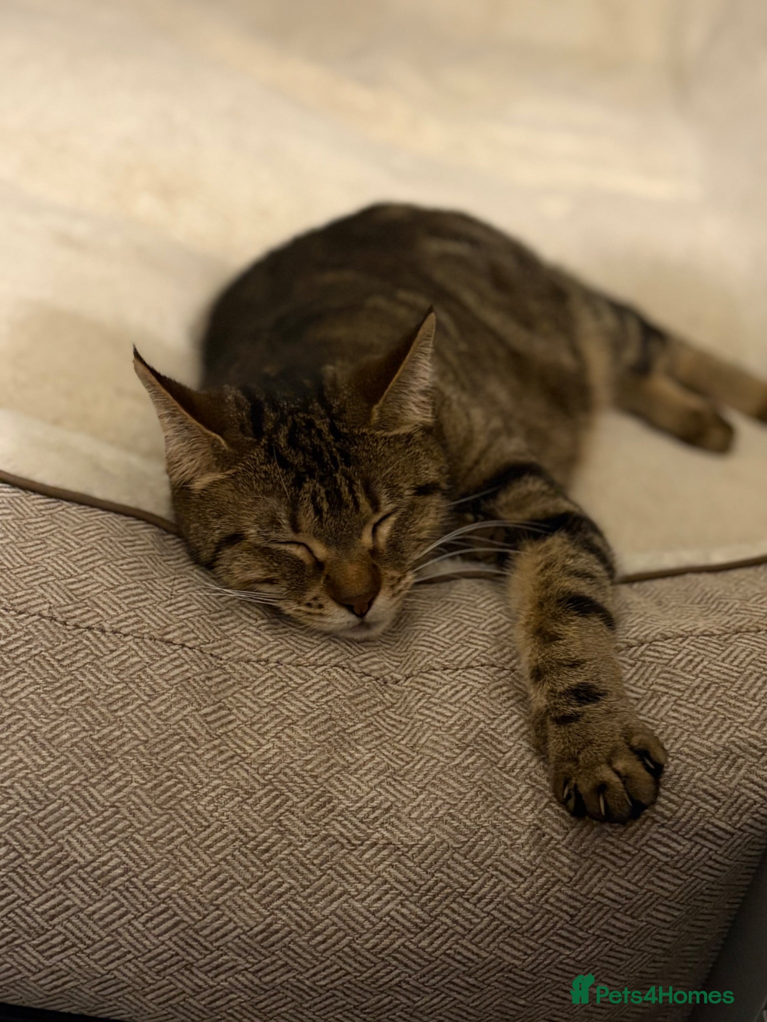 Mixed Breed cats Beautiful boy kitten  - Advert 1