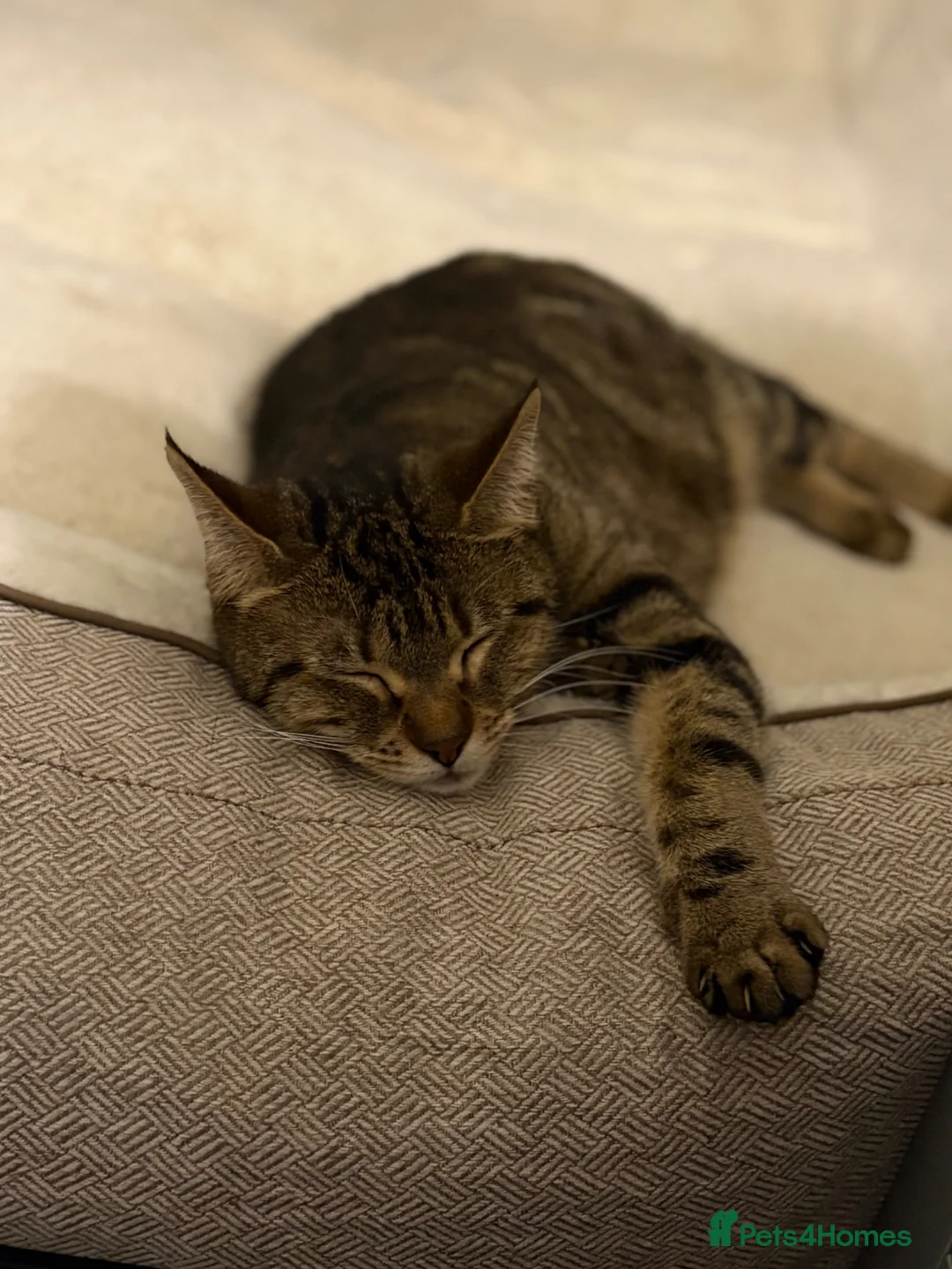 Mixed Breed cats for sale: Beautiful boy kitten  - Advert 1