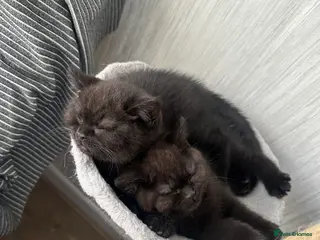 British Shorthair cats GCCF Registered British Shorthair Kittens - Advert 1