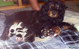 Cocker Spaniel dogs for sale: Kc show cocker spaniel puppies  - Image 25