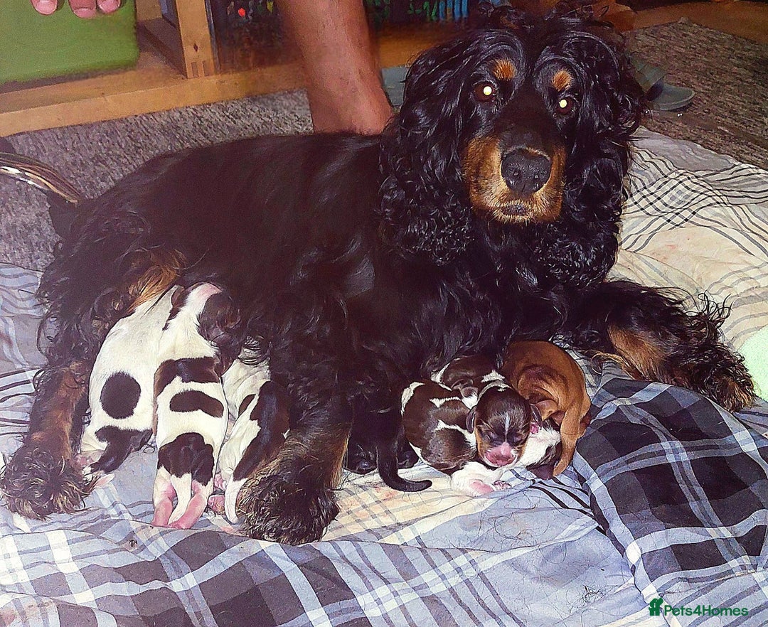 Cocker Spaniel dogs for sale: Kc show cocker spaniel puppies  - Image 25