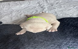 American Bully dogs for sale: Pocket bully’s  - Image 6