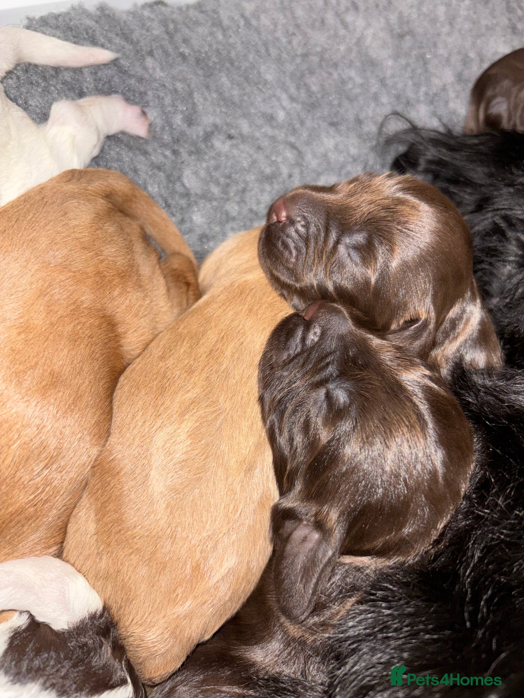 Cockapoo dogs for sale: Cockapoos puppies for sale *ready 19th feb* - Advert 17