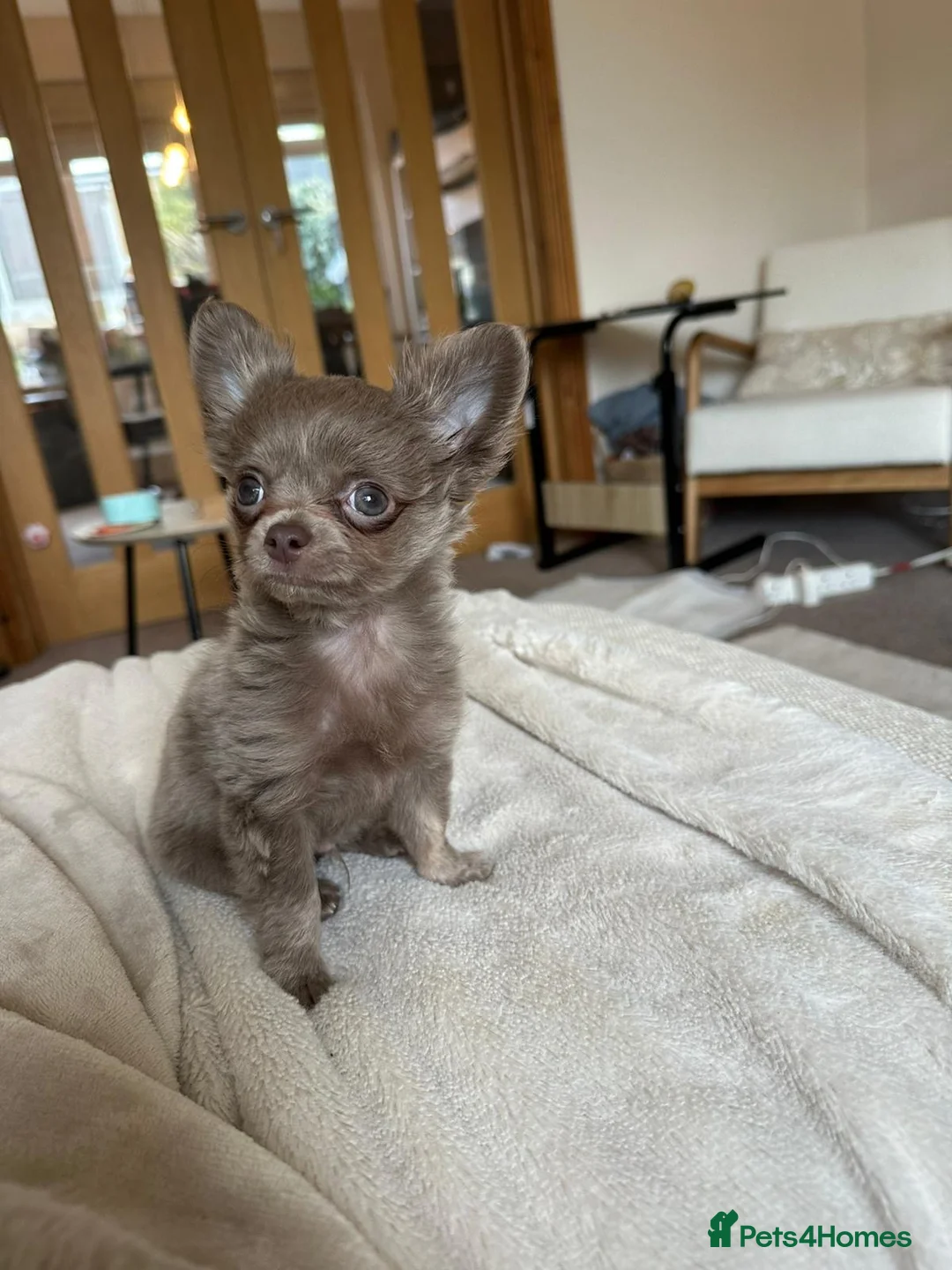 Chihuahua dogs for stud: 1.8kg TikTok star STUD DUTIES ⭐️ - Advert 13