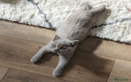 British Shorthair cats for sale: GCCF REGISTERED BRITISH SHORTHAIR KITTENS  - Image 10