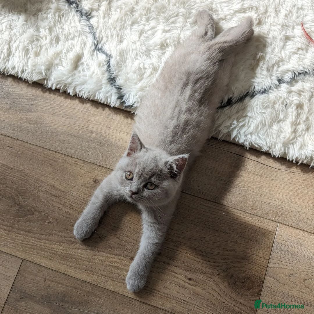 British Shorthair cats for sale: GCCF REGISTERED BRITISH SHORTHAIR KITTENS  - Image 10
