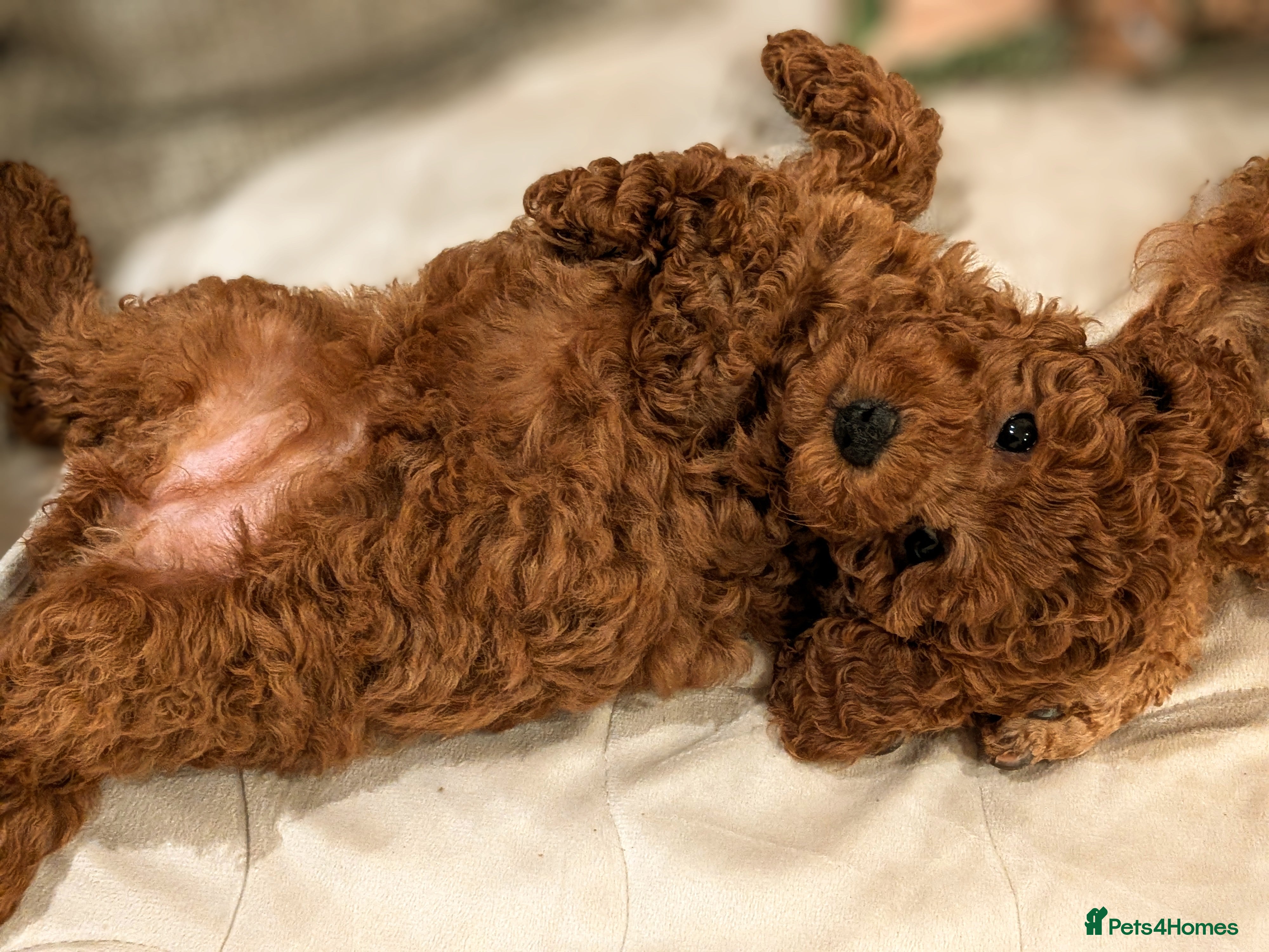 Miniature Poodle dogs Prestine pedigree poodles - Advert 16