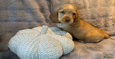 Cocker Spaniel dogs - Advert 3