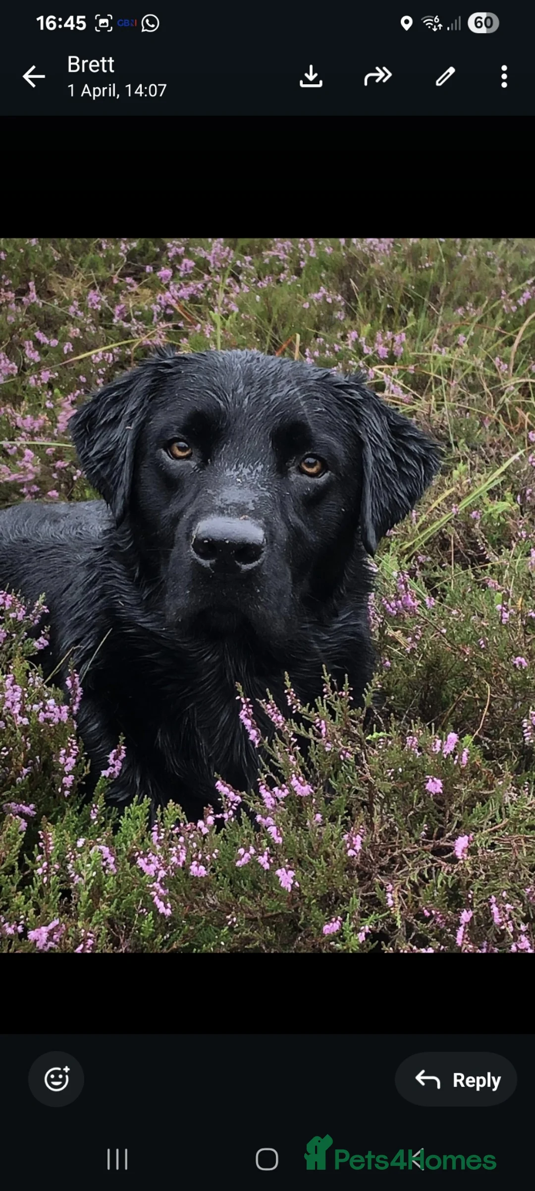 Labrador Retriever dogs for sale: Ruby's litter in Peterlee - Advert 11