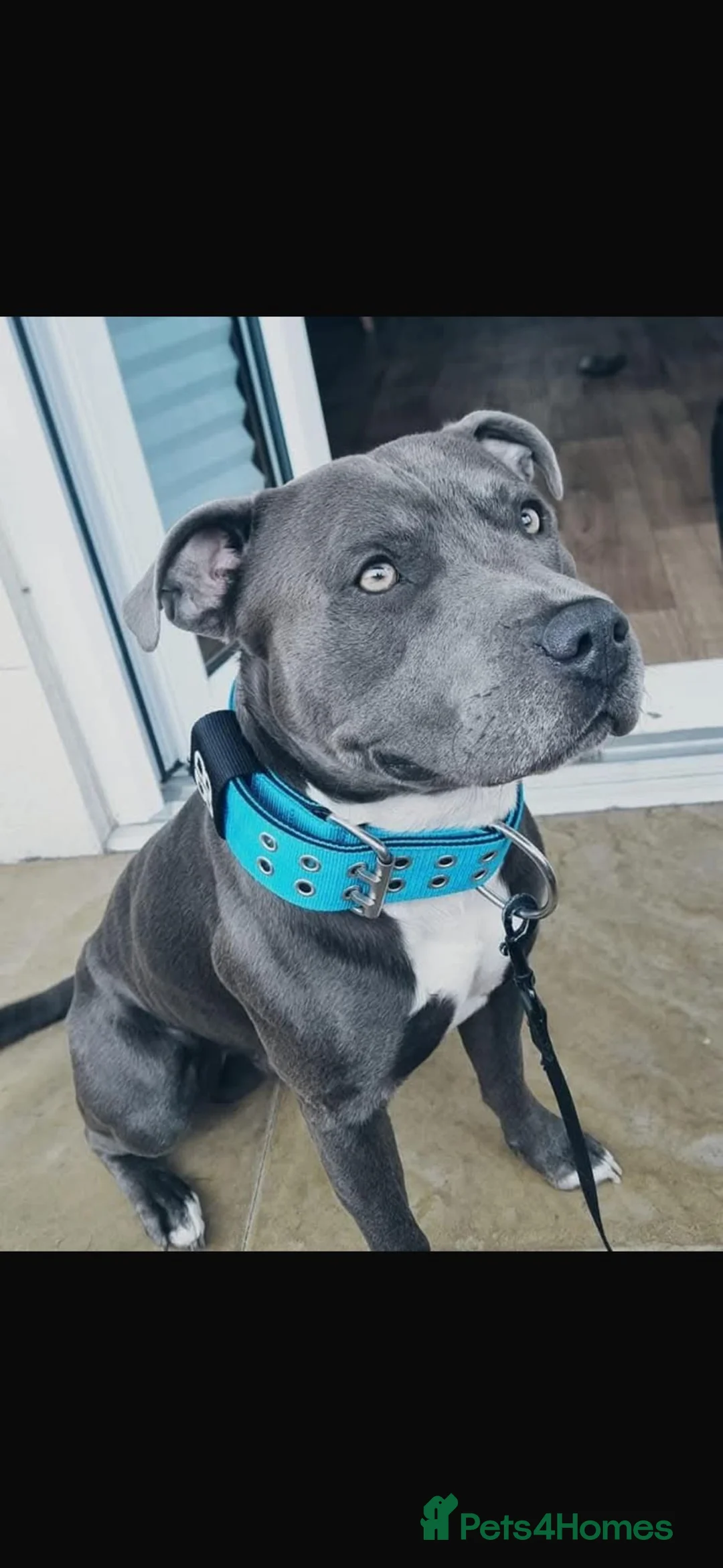 Staffordshire Bull Terrier dogs for sale: Beautiful litre of staffs for sale  in Colchester - Advert 3