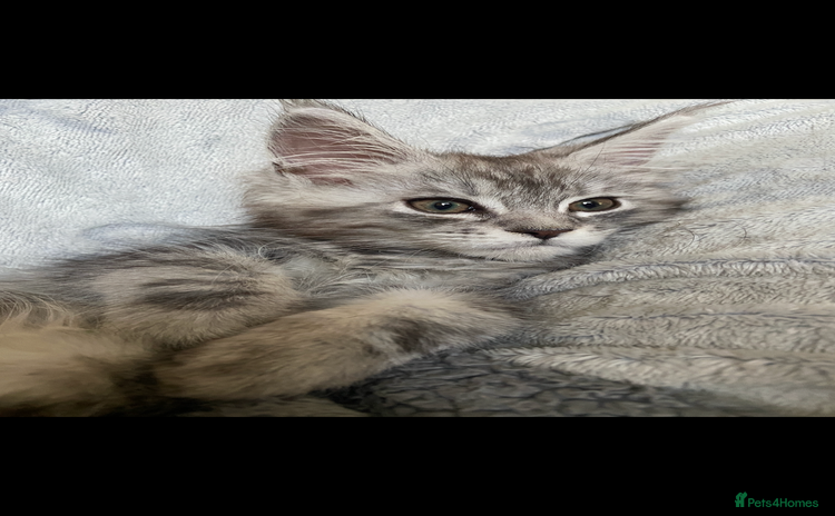 Maine Coon cats - Advert 12