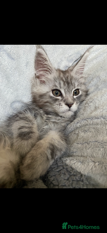 Maine Coon cats - Advert 3