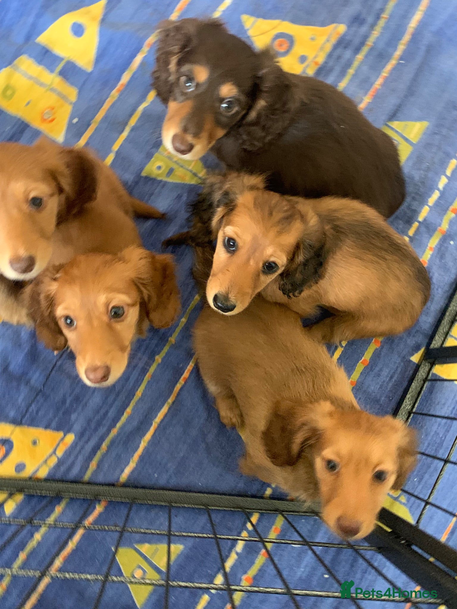 Dachshund dogs for sale: Last 2 Miniature longhaired dachshund Puppies - Advert 21