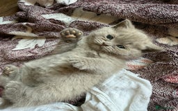 British Shorthair cats for sale: British shorthair kittens - Image 5