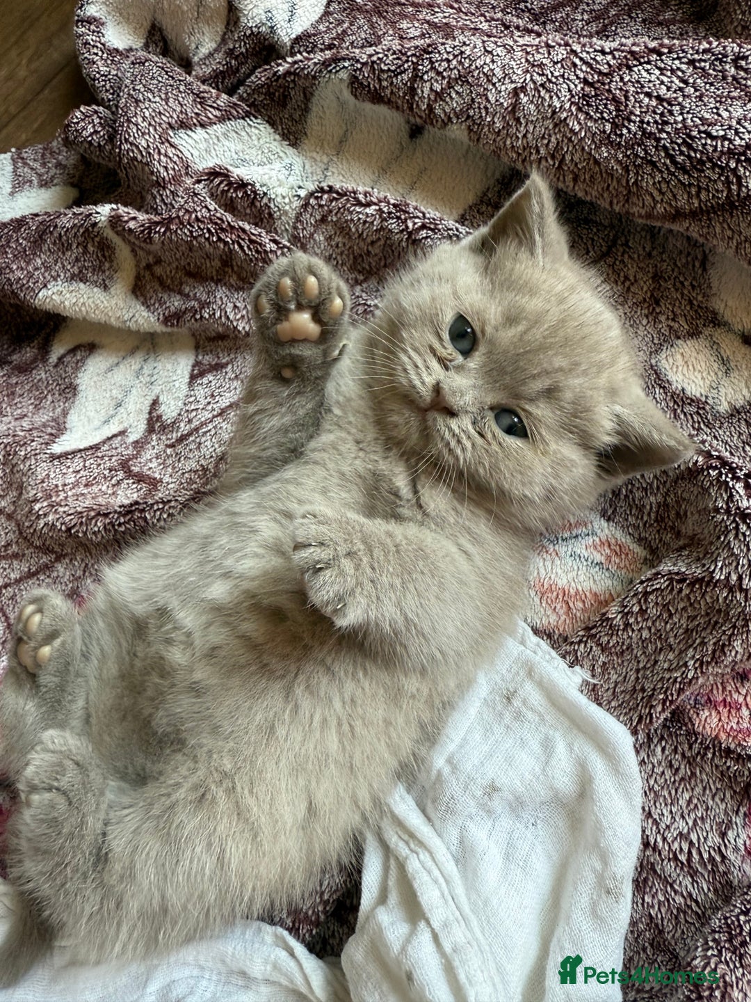 British Shorthair cats for sale: British shorthair kittens - Image 5