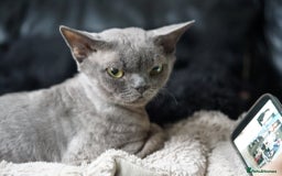 Devon Rex cats for sale: Ravel 💜male Devon Rex available  - Image 24
