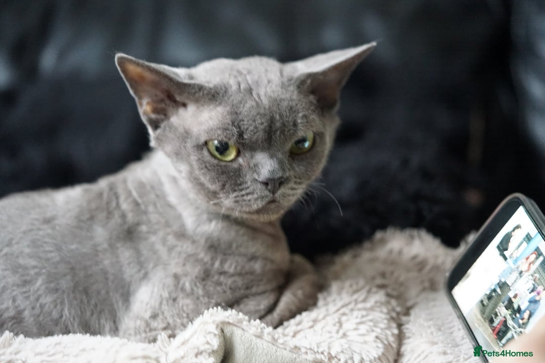 Devon Rex cats for sale: Ravel 💜male Devon Rex available  - Image 24