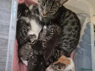 British Shorthair cats 4 beautiful kittens - Advert 1