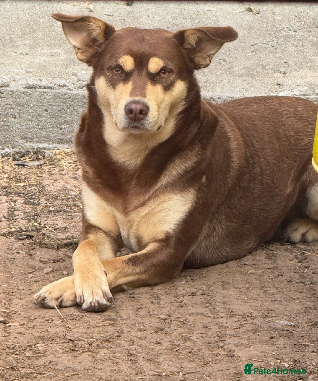 Mixed Breed dogs for sale: Kelpador - Advert 6