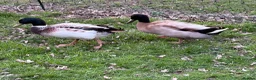 Ducks poultry for sale: Welsh Harlequin & Khaki Campbell Drakes - Advert 11