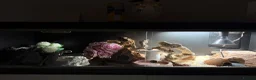 Corn Snake reptiles for sale: Corn snake  in Shrewsbury - Advert 7