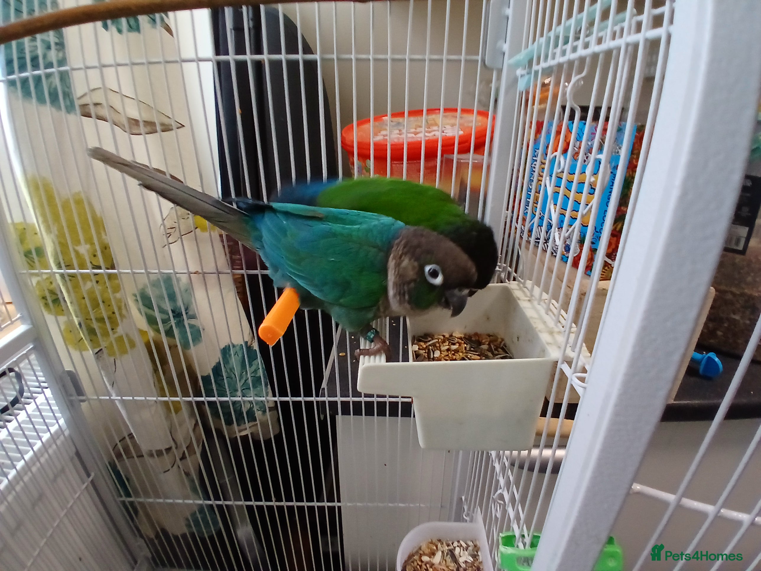 Conures birds pr conures in Market Harborough - Advert 1