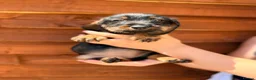 Miniature Dachshund dogs for sale: 🐾Exceptional wired haired dachshunds  🐾 - Advert 34