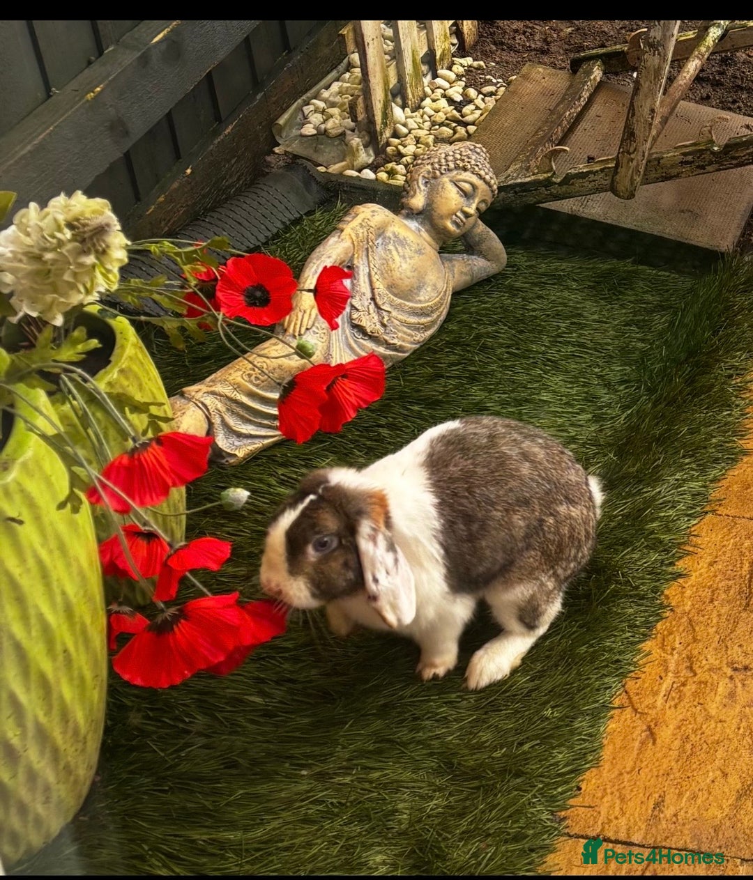 Mini Lop rabbits for sale: mini lops bucks and babies  - Advert 6