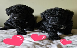Bedlington Terrier dogs for sale: Bedlington Terrier x Minature Poodle - Image 1