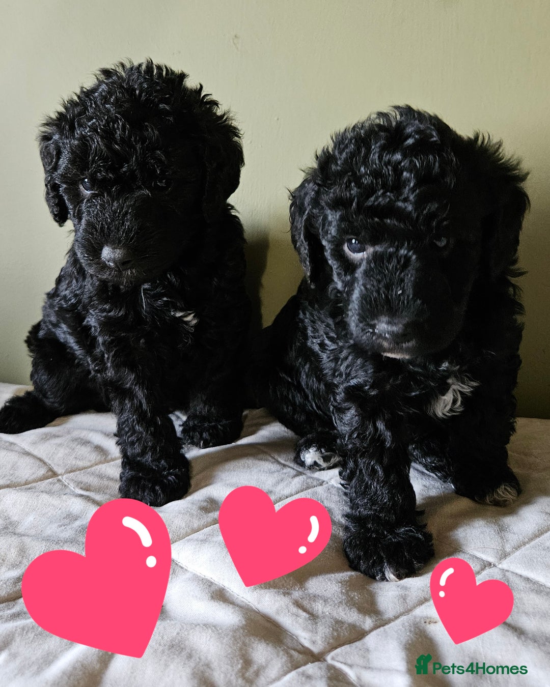 Bedlington Terrier dogs for sale: Bedlington Terrier x Minature Poodle - Image 1