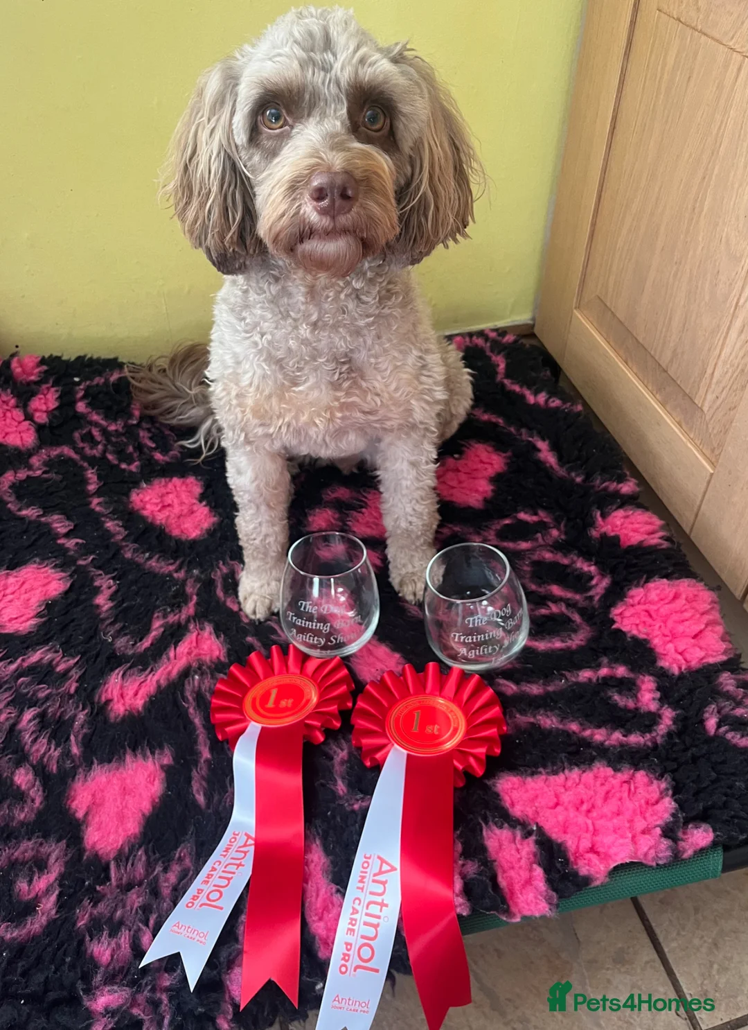 Cockapoo dogs for sale: Cockapoo puppies thoroughly health tested - Advert 15