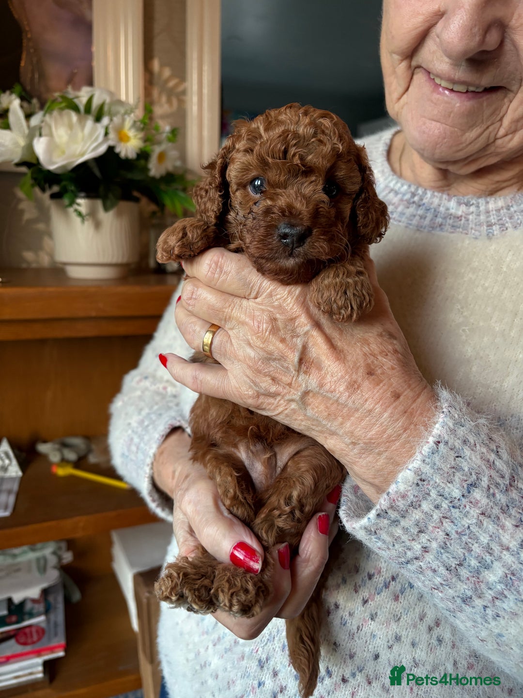 Toy Poodle dogs for sale: Tiny Toy Poodle - Advert 5