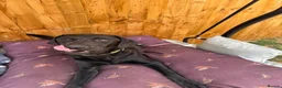 Labrador Retriever dogs for sale: Gorgeous 13-Month-Old Male Labrador Retriever  - Advert 4
