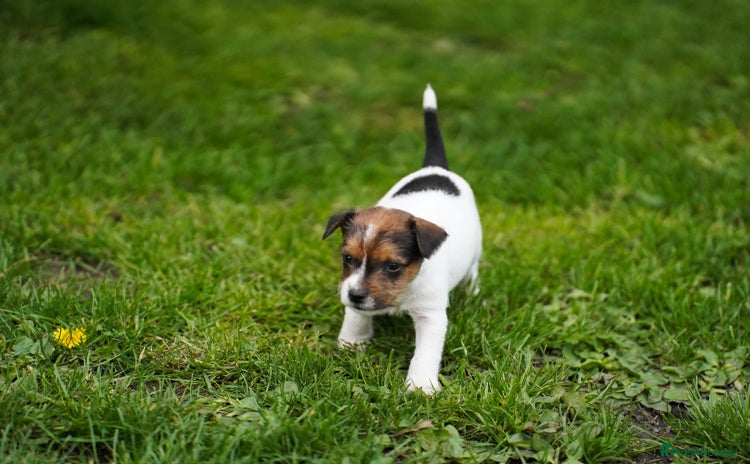 Parson Russell dogs - Advert 1