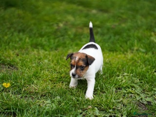 Parson Russell dogs - Advert 5