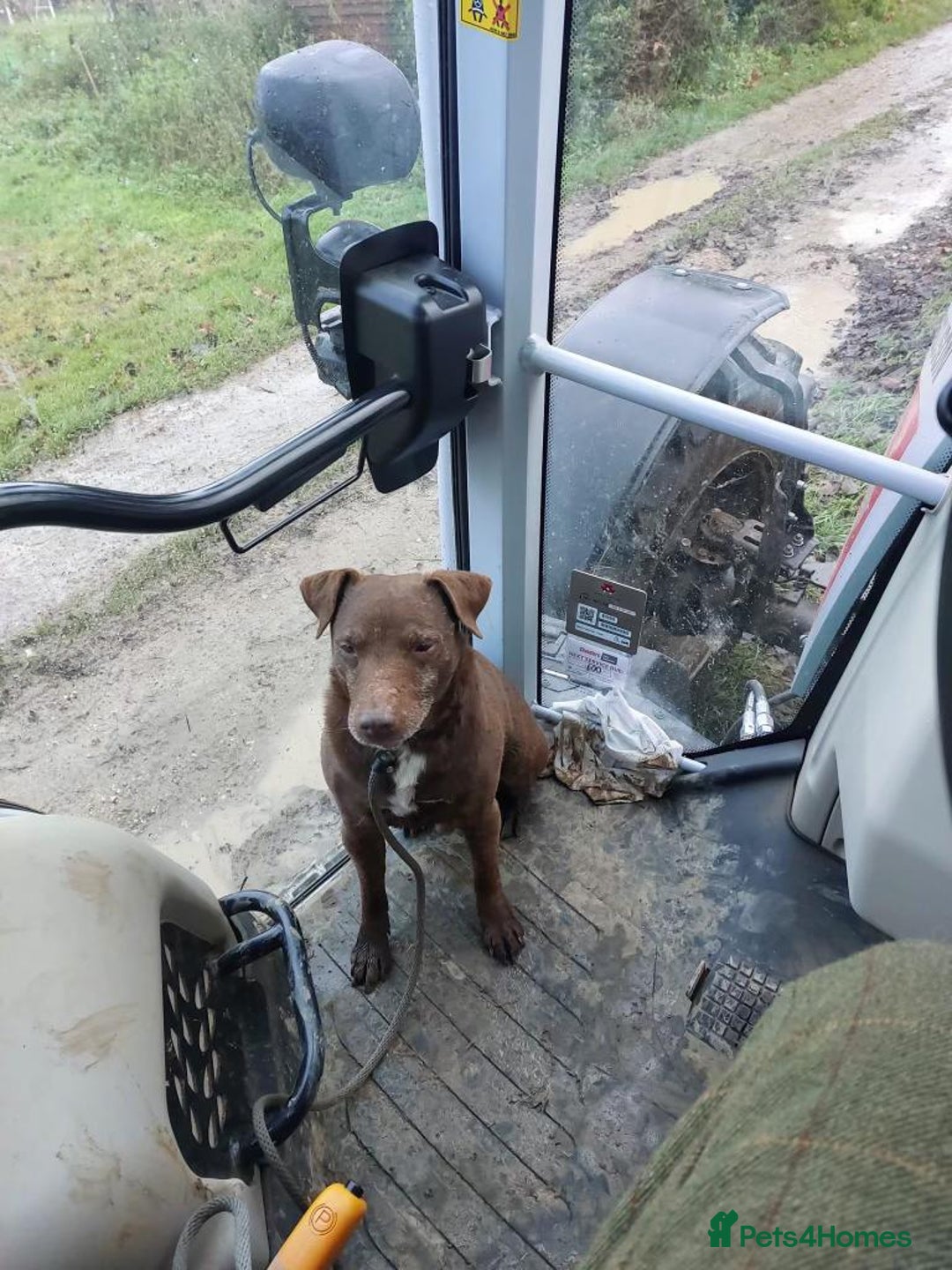 Patterdale Terrier dogs for sale: PATTERDALE TERRIER PUPS. (DOCKED) - Advert 3