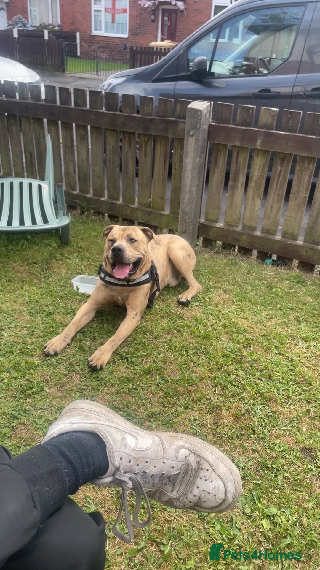Mixed Breed dogs for sale: Simba - Advert 7