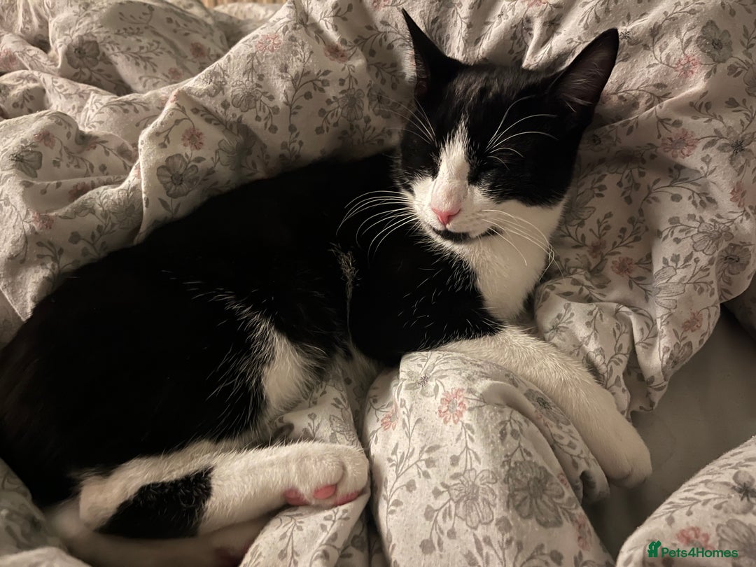 Mixed Breed cats for sale: Loveable boy needs a new family  - Image 4