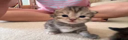 Mixed Breed cats for sale: Kittens for sale  - Advert 15