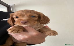 Cocker Spaniel dogs for sale: KC Registered Beautiful Cocker Spaniel Puppies  - Image 4