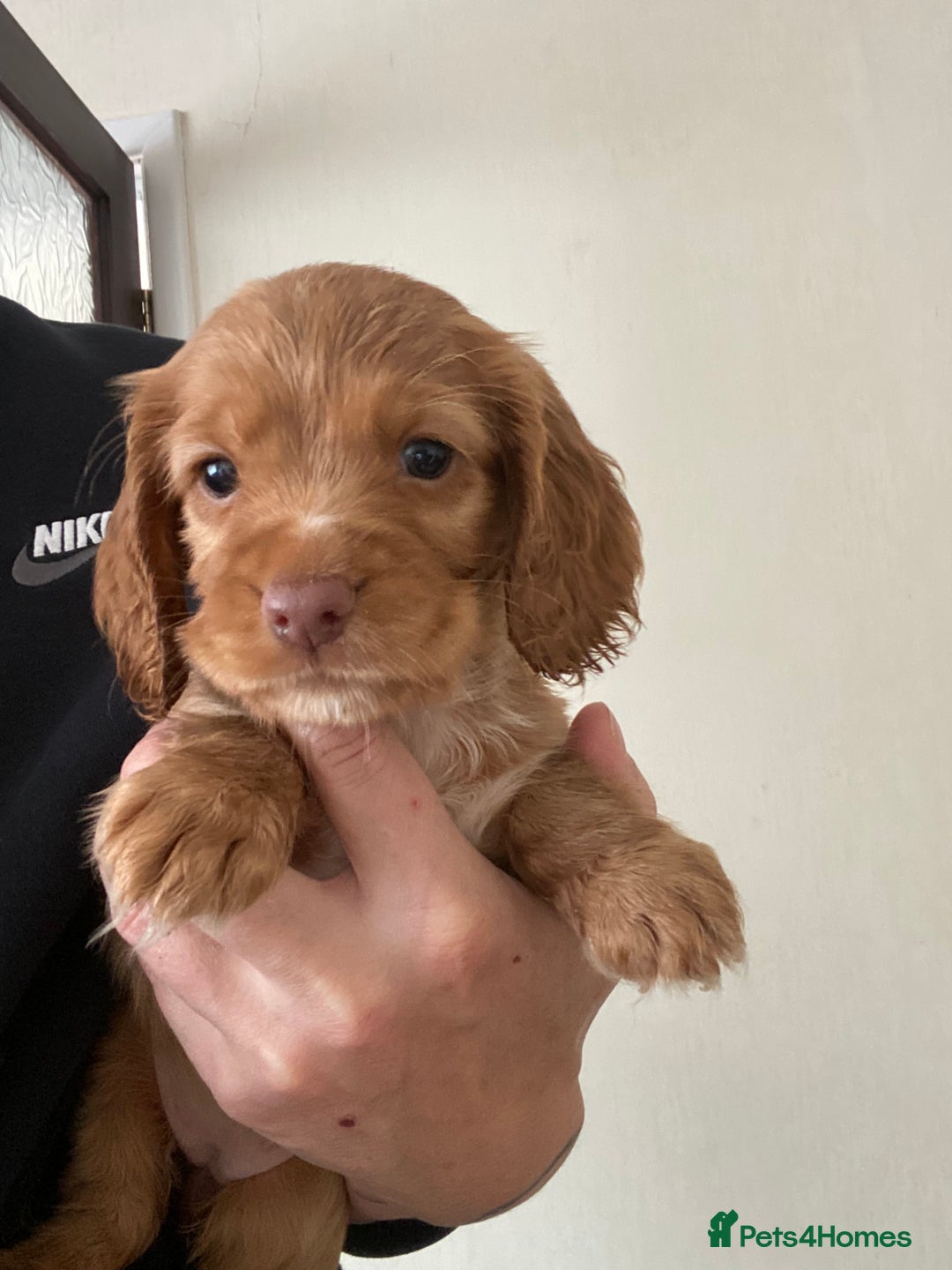 Cocker Spaniel dogs for sale: KC Registered Beautiful Cocker Spaniel Puppies  - Image 4
