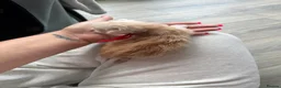 Maine Coon cats for sale: Stunning mainecoon kittens ready November/december - Advert 5
