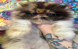 Persian cats for sale: Beautiful Calico pedigree Persian female kitten  - Image 12
