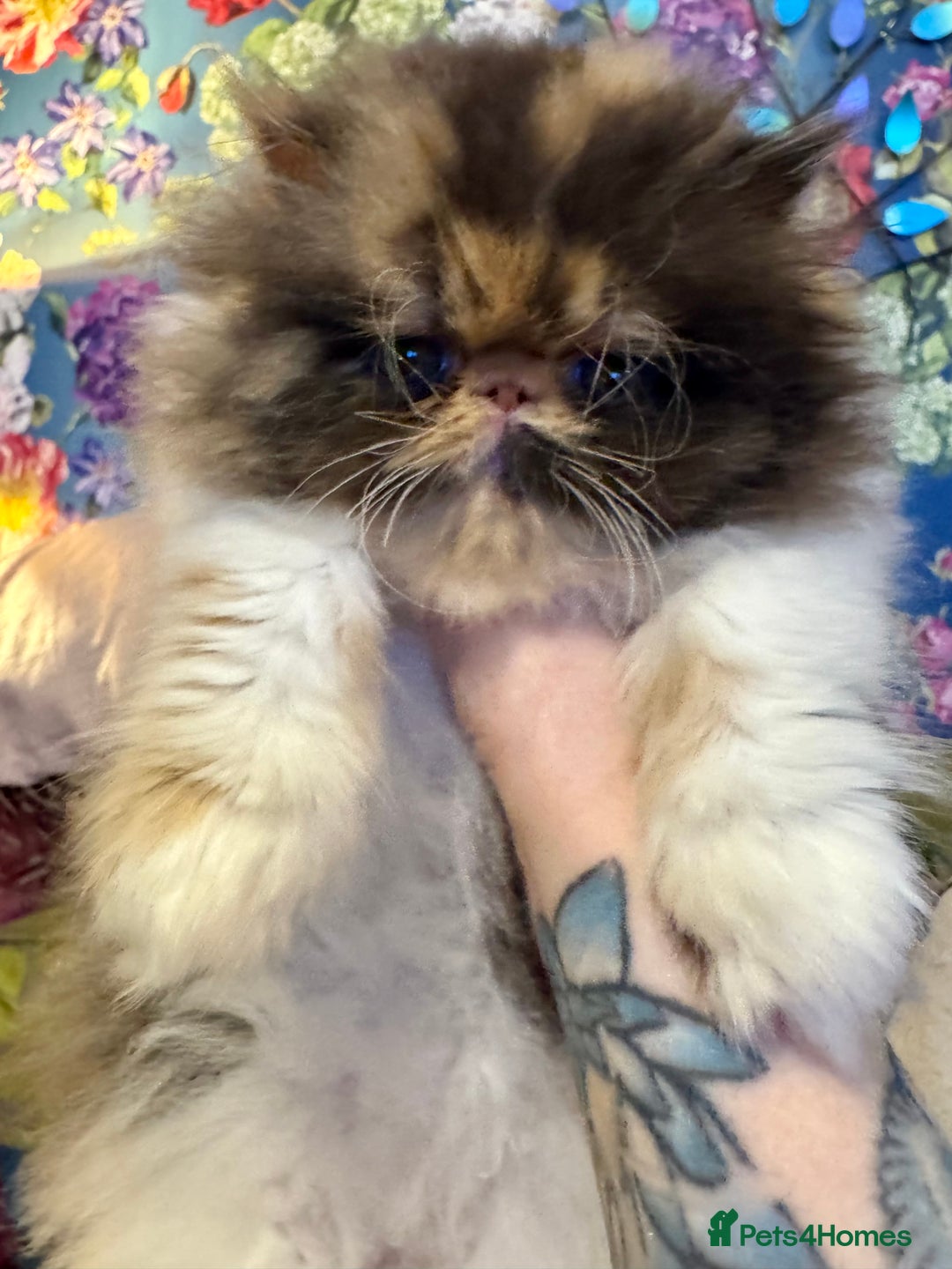 Persian cats for sale: Beautiful Calico pedigree Persian female kitten  - Image 12