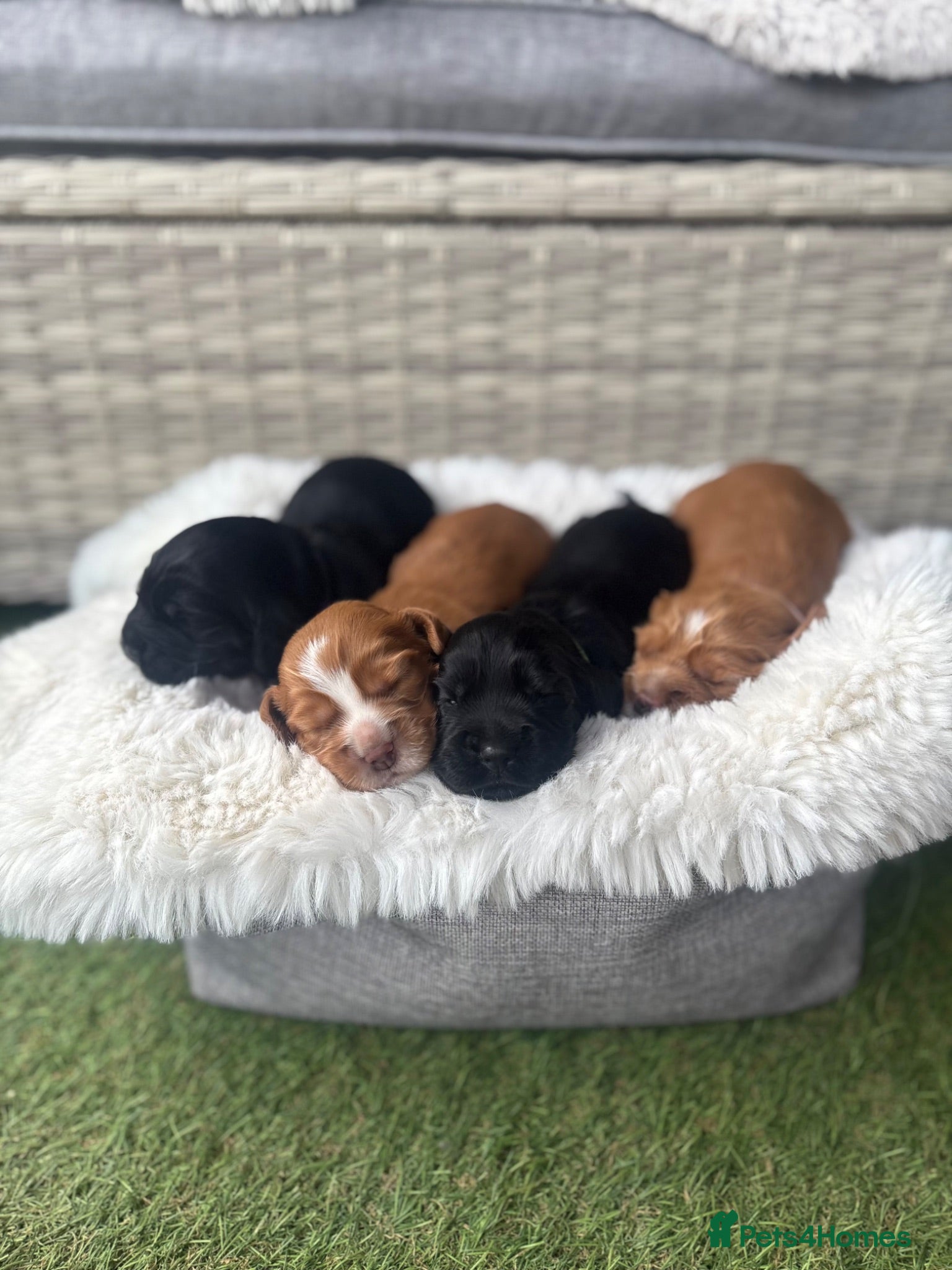 Cocker Spaniel dogs for sale: Beautiful Working Cocker Spaniels-health tested✅ - Advert 1
