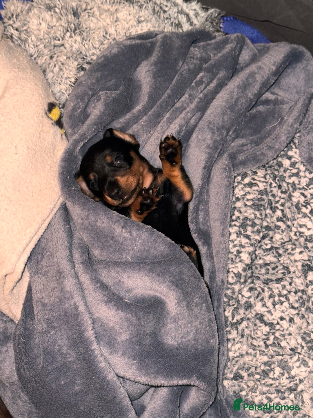 Miniature Dachshund dogs for sale: 🐾 miniature Dachshund 1 LEFT READY IN 2 WEEKS🐾 - Advert 8