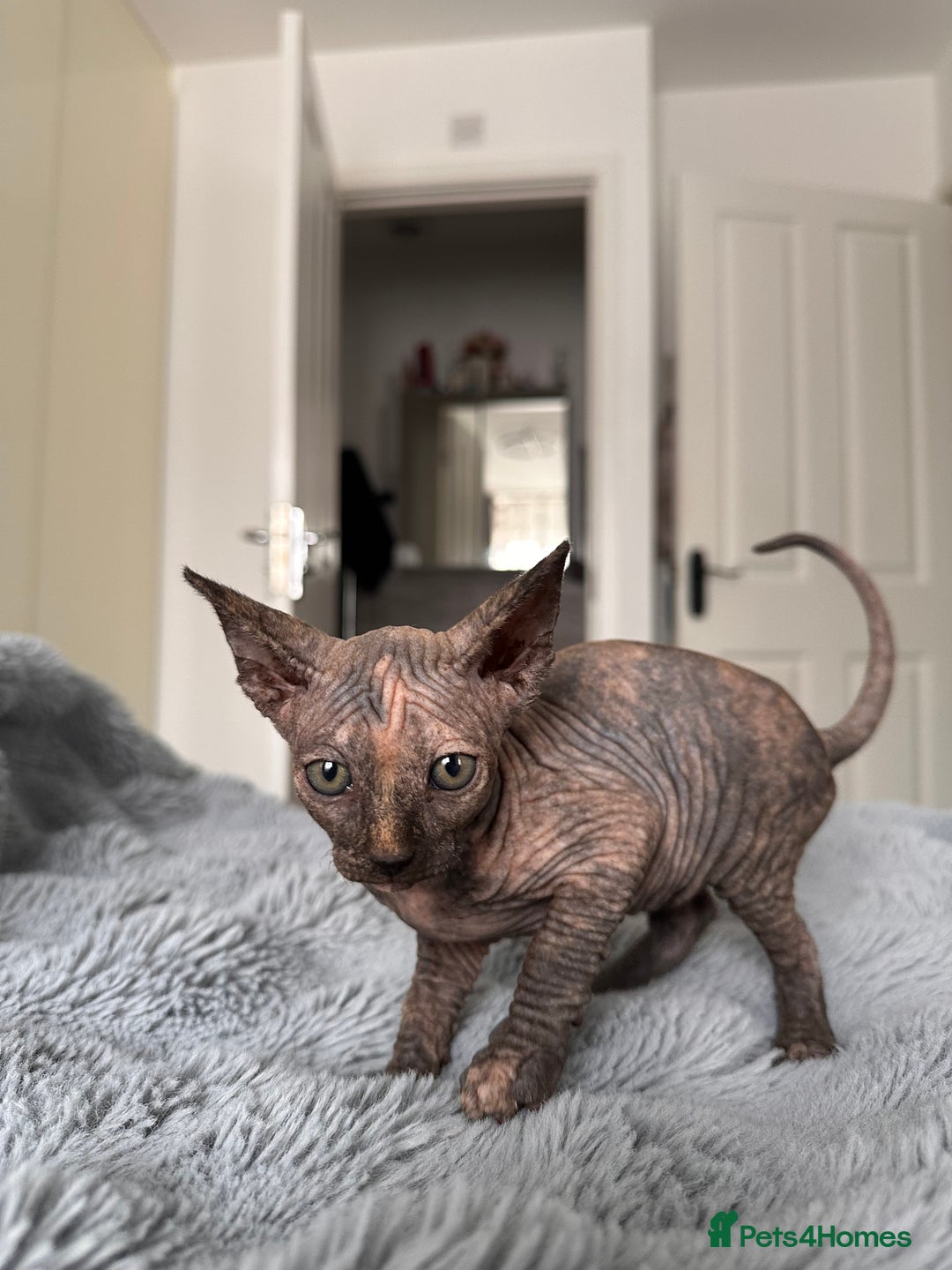 Sphynx cats for sale: Four 😍 SPHYNX kittens  - Image 5